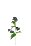 Viburnum