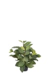 Fittonia