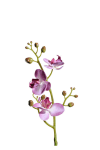 Phalaenopsis