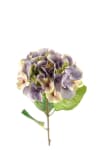 Hortensia