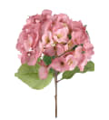 Hortensia