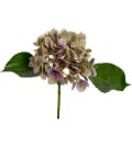 Hortensia