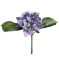 Hortensia