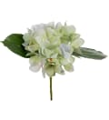 Hortensia