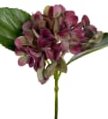Hortensia
