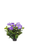 Petunia