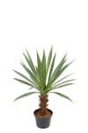 Agave