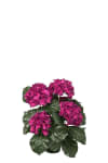 Hortensia
