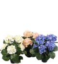 Hortensia mix
