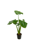 Alocasia