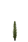 Cypress