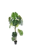 Monstera