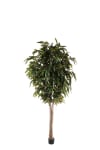Longifolia