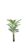 Areca Palm
