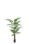 Areca Palm
