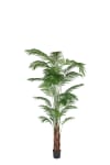 Areca Palm