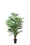 Kentia Palm