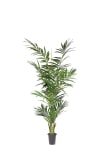 Kentia Palm