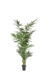 Kentia Palm
