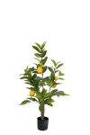 Citron