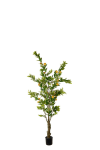 Citronträd