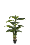 Banan