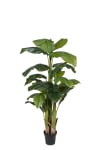 Banan