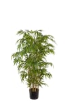 Bambu