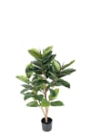 Fikus Robusta