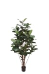Fikus Robusta