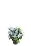 Campanula