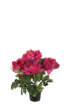 Pion