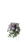 Blomma för dagen