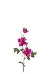 Clematis