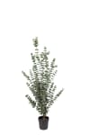 Eucalyptus