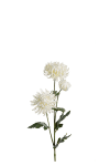 Chrysanthemum