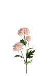 Chrysanthemum