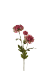 Chrysanthemum