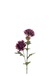 Chrysanthemum