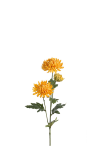 Chrysanthemum