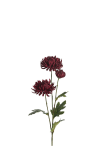 Chrysanthemum