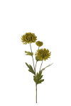 Chrysanthemum