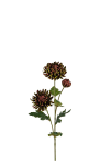 Chrysanthemum