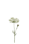 Allium