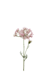 Allium