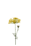 Allium