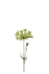 Allium