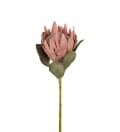 Protea