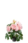 Pion