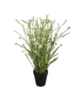 Vaxblomma